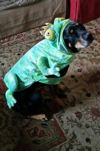 Frog prince-dog prince 2