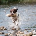 Happy Dog