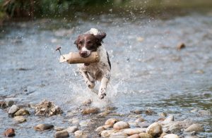 Happy Dog